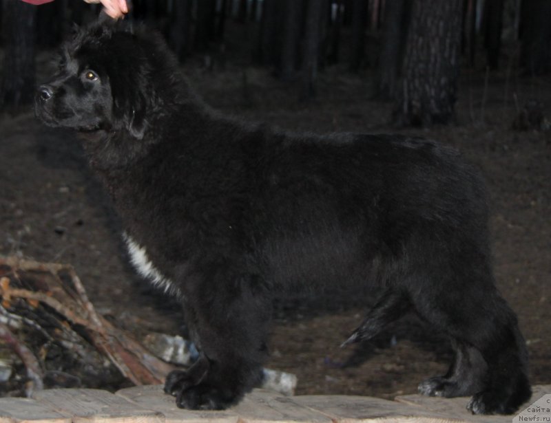 Фото: ньюфаундленд Akvatoriya Kelvin Cambiya (Акватория Келвин Цамбия)