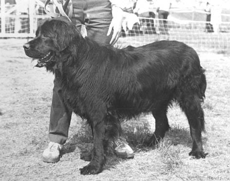 Фото: ньюфаундленд Marta Pedigrid (Марта Педигрид)