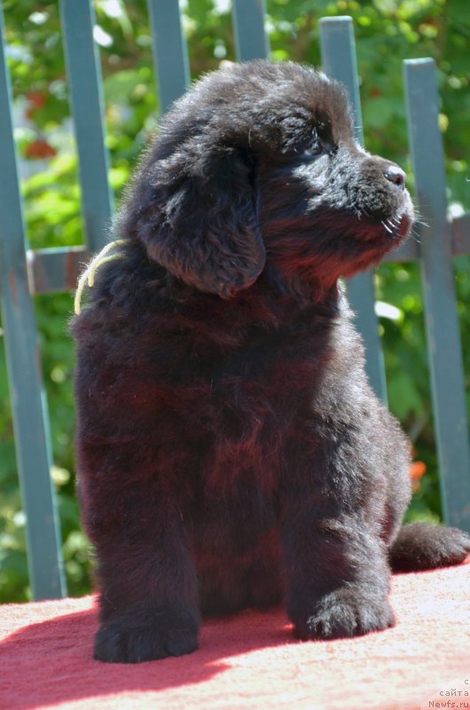 Фото: ньюфаундленд Amber CHarm Like A Boss (Амбер Чарм Лике А Босс)