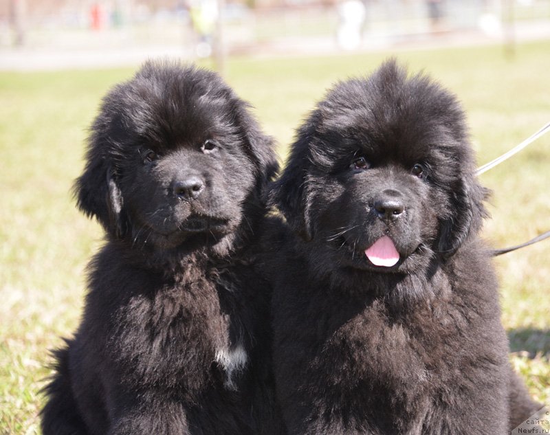 Фото: Бегущая по волнам Екстра Спешиал Едишион, Бегущая по волнам Елвис