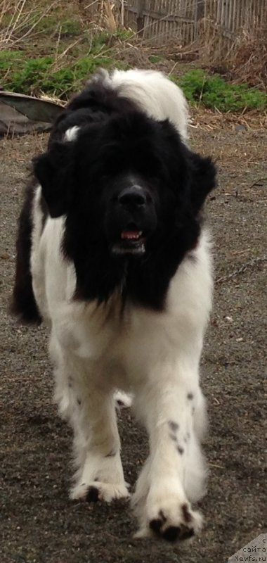Фото: ньюфаундленд CHaruyuschaya Vzglyadom ot Sibirskogo Medvedya (Чарующая Взглядом от Сибирского Медведя)