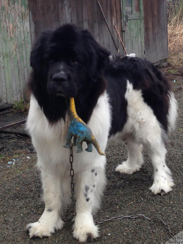 Фото: ньюфаундленд CHaruyuschaya Vzglyadom ot Sibirskogo Medvedya (Чарующая Взглядом от Сибирского Медведя)