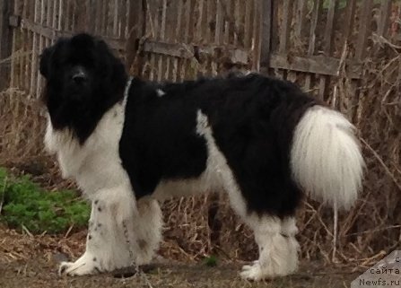 Фото: ньюфаундленд CHaruyuschaya Vzglyadom ot Sibirskogo Medvedya (Чарующая Взглядом от Сибирского Медведя)