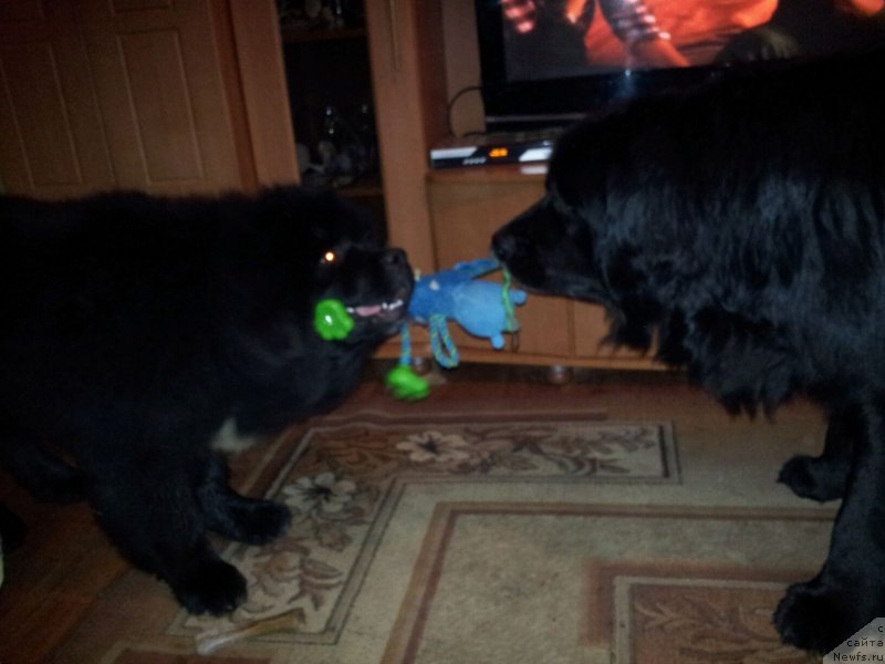 Фото: ньюфаундленд Dark Pride Van Gogh (Дак Прайд Ван Гог), ньюфаундленд Krass (Красс)