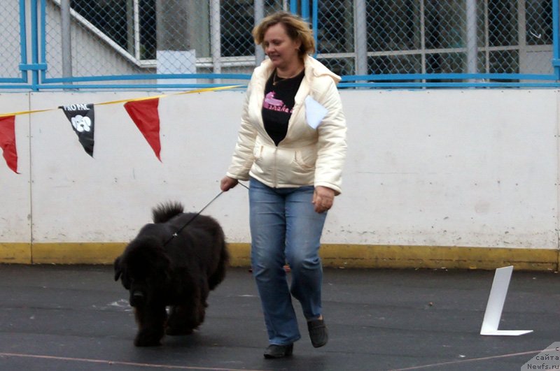 Фото: ньюфаундленд Byella Moss Beatriche (Бэлла Мосс Беатриче)