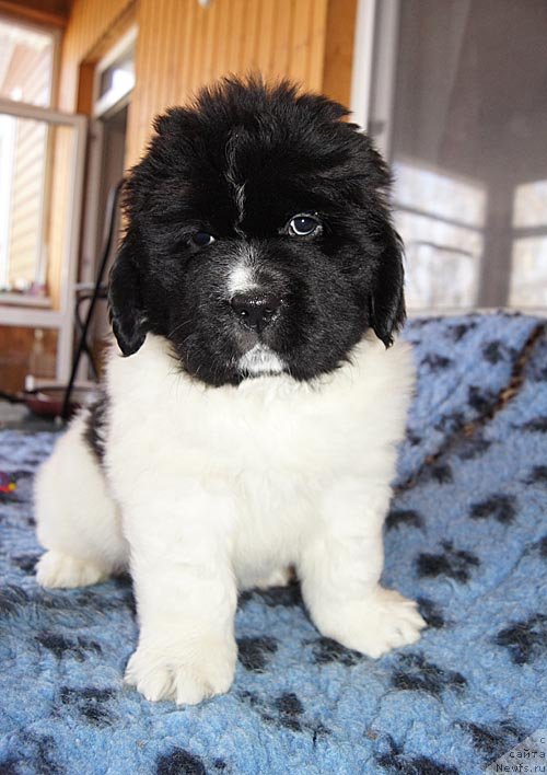 Фото: ньюфаундленд Super Bizon Kuba (Супер Бизон Куба)