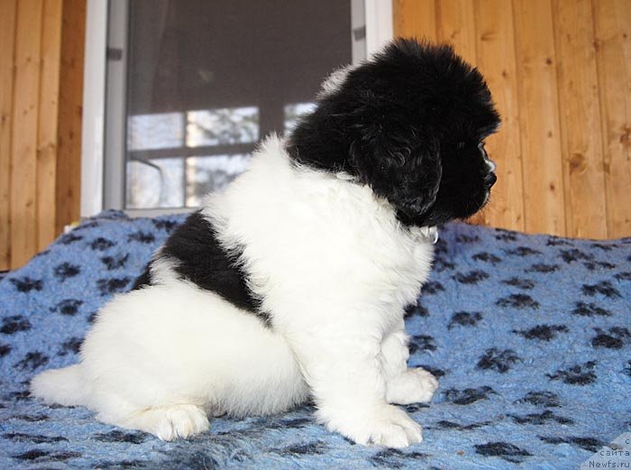 Фото: ньюфаундленд Super Bizon Kuba (Супер Бизон Куба)