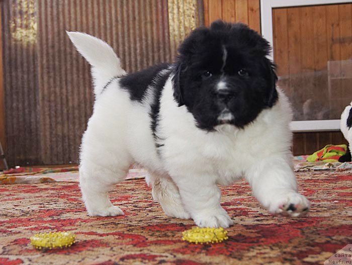 Фото: ньюфаундленд Super Bizon Kuba (Супер Бизон Куба)