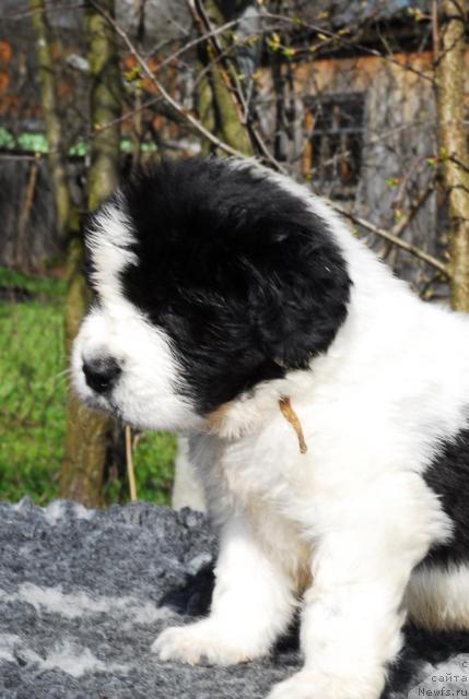 Фото: ньюфаундленд Sent Djons Parad Planet (Сент Джонс Парад Планет)