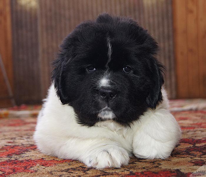 Фото: ньюфаундленд Super Bizon Kuba (Супер Бизон Куба)