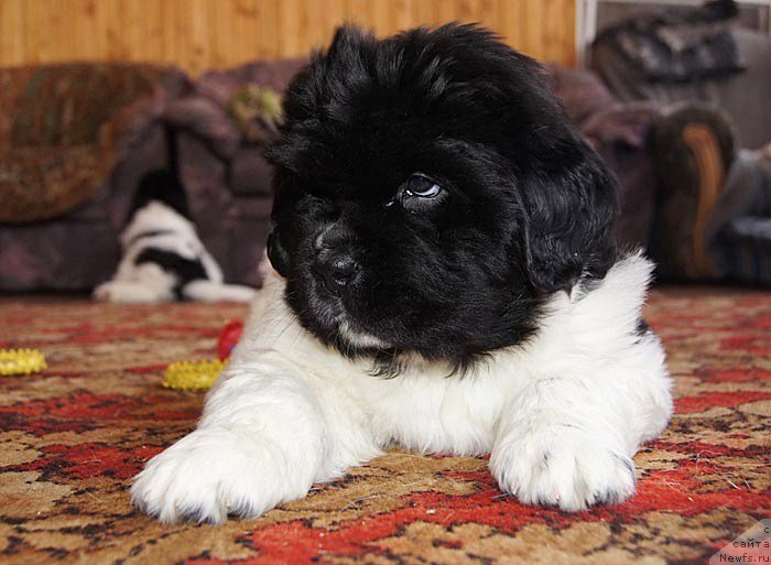 Фото: ньюфаундленд Super Bizon Cosmos (Супер Бизон Космос)