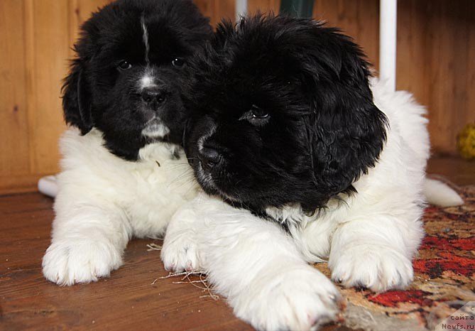 Фото: ньюфаундленд Super Bizon Kuba (Супер Бизон Куба), ньюфаундленд Super Bizon Konjak (Супер Бизон Конжак)