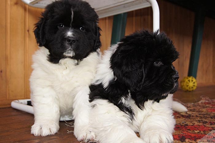 Фото: ньюфаундленд Super Bizon Kuba (Супер Бизон Куба), ньюфаундленд Super Bizon Konjak (Супер Бизон Конжак)