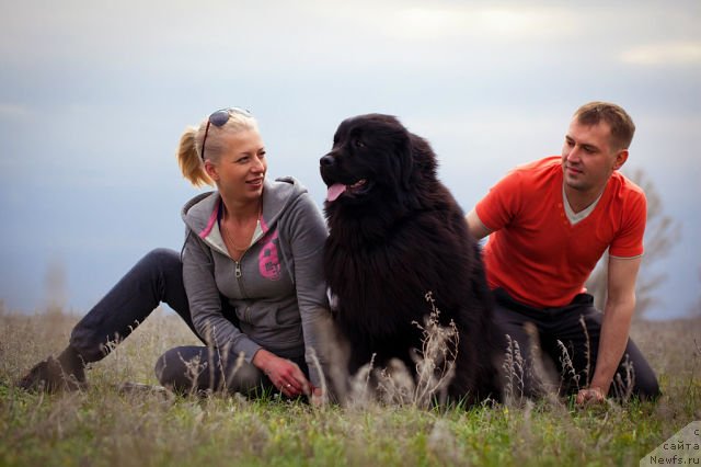 Фото: ньюфаундленд Vronika Ye Satisfaction Super Mishka, Elena Vasil'kovskaya (Елена Васильковская), папа Володя