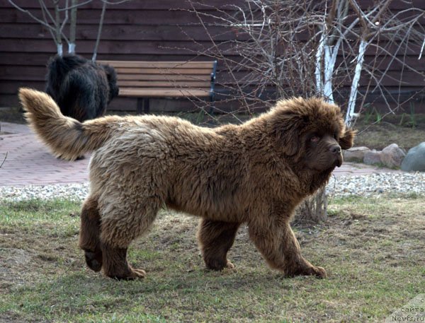 Фото: ньюфаундленд Charmer Denkam Bronze (Чармер Денкам Бронз)