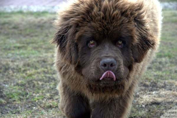 Фото: ньюфаундленд Charmer Denkam Bronze (Чармер Денкам Бронз)