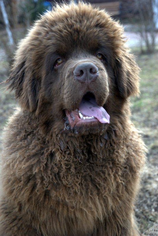 Фото: ньюфаундленд Charmer Denkam Bronze (Чармер Денкам Бронз)
