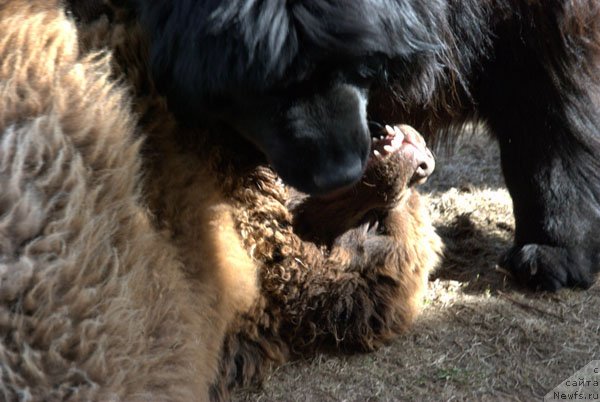 Фото: ньюфаундленд Charmer Denkam Bronze (Чармер Денкам Бронз)