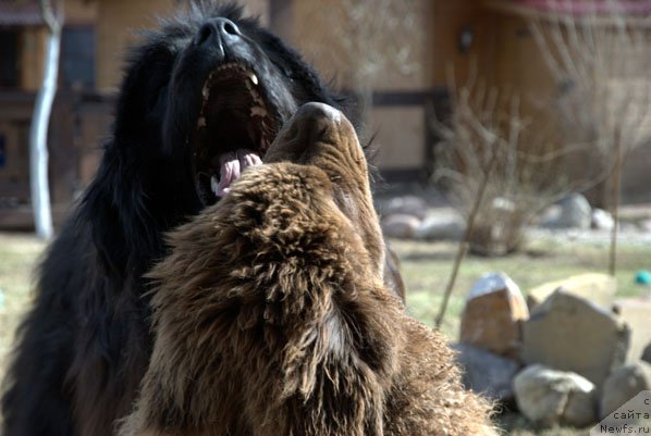Фото: ньюфаундленд Charmer Denkam Bronze (Чармер Денкам Бронз)