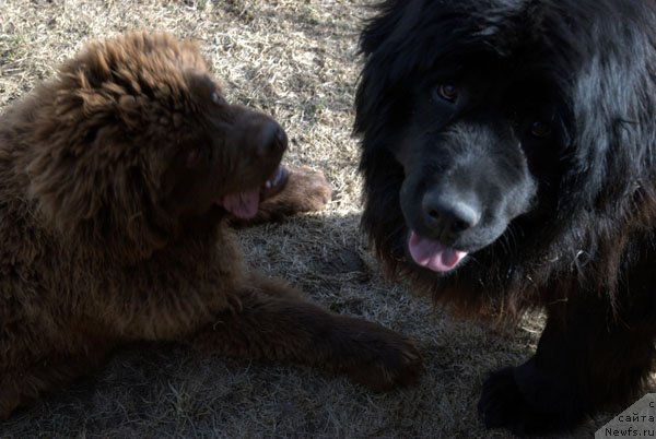 Фото: ньюфаундленд Charmer Denkam Bronze (Чармер Денкам Бронз)