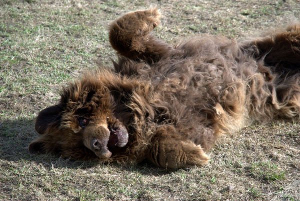 Фото: ньюфаундленд Charmer Denkam Bronze (Чармер Денкам Бронз)