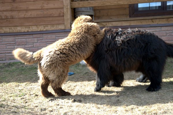 Фото: ньюфаундленд Charmer Denkam Bronze (Чармер Денкам Бронз)