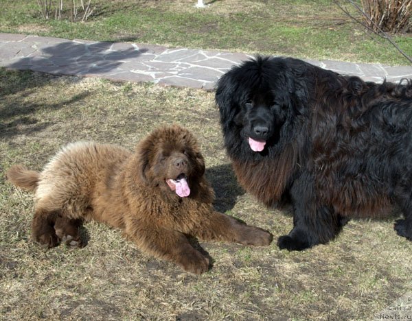 Фото: ньюфаундленд Charmer Denkam Bronze (Чармер Денкам Бронз)