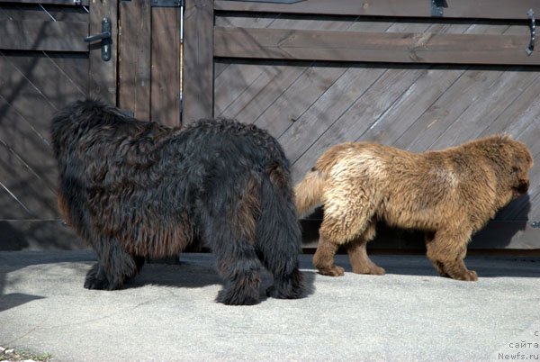 Фото: ньюфаундленд Charmer Denkam Bronze (Чармер Денкам Бронз)