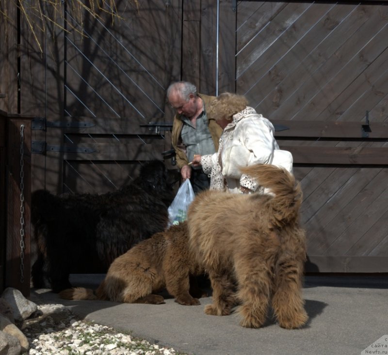 Фото: ньюфаундленд Charmer Denkam Bronze (Чармер Денкам Бронз)