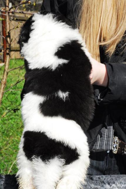 Фото: ньюфаундленд Sent Djons Parad Planet (Сент Джонс Парад Планет)