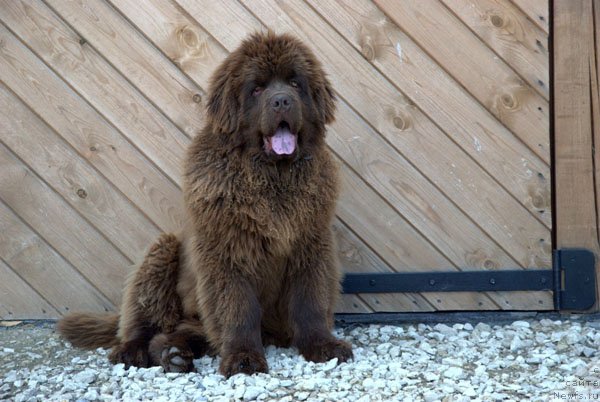 Фото: ньюфаундленд Charmer Denkam Bronze (Чармер Денкам Бронз)