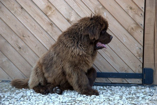 Фото: ньюфаундленд Charmer Denkam Bronze (Чармер Денкам Бронз)