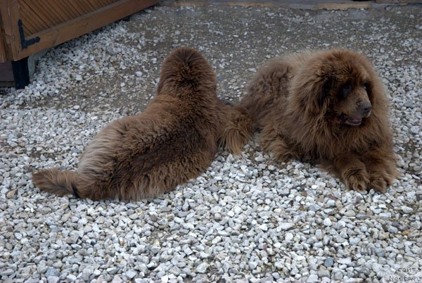 Фото: ньюфаундленд Charmer Denkam Bronze (Чармер Денкам Бронз)