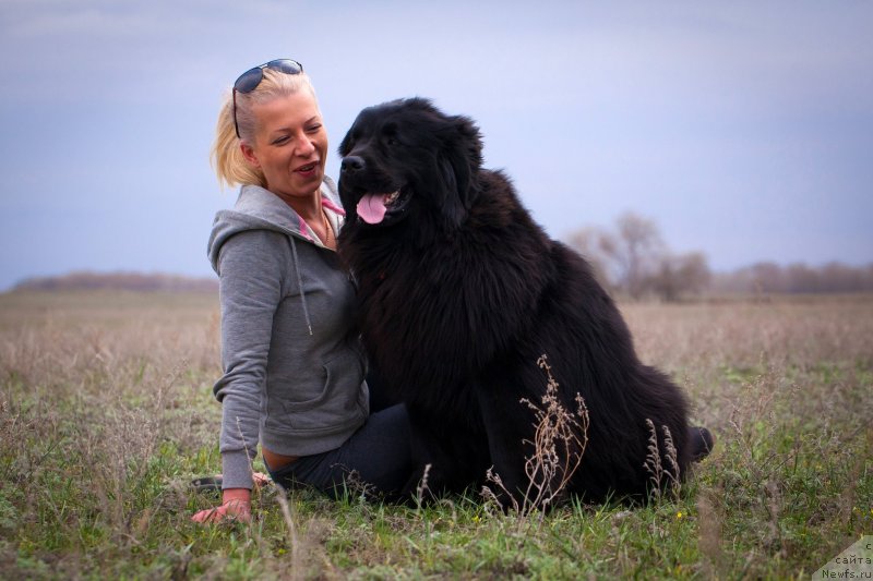 Фото: ньюфаундленд Vronika Ye Satisfaction Super Mishka, Elena Vasil'kovskaya (Елена Васильковская)