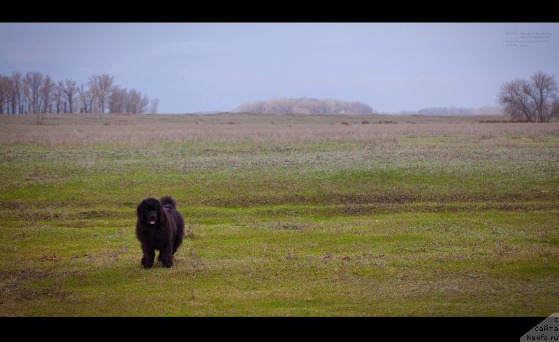 Фото: ньюфаундленд Vronika Ye Satisfaction Super Mishka