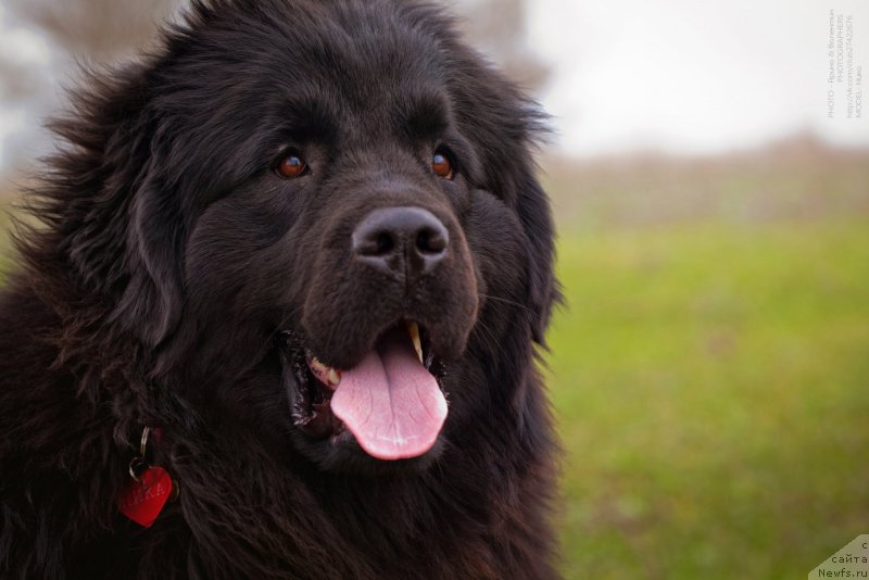 Фото: ньюфаундленд Vronika Ye Satisfaction Super Mishka