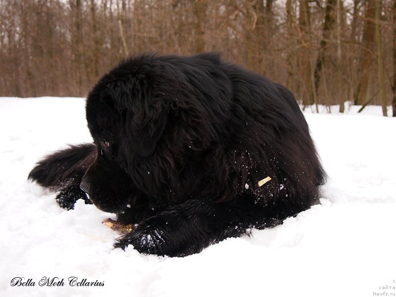 Фотография № 123590