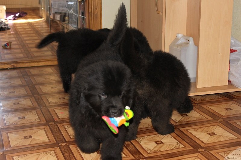 Фото: щенки, ньюфаундленд Grand Byebi Ariadna (Гранд Бэби Ариадна)