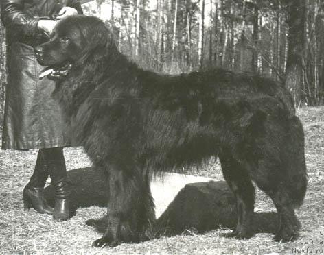 Фото: ньюфаундленд Diger (Дигер)