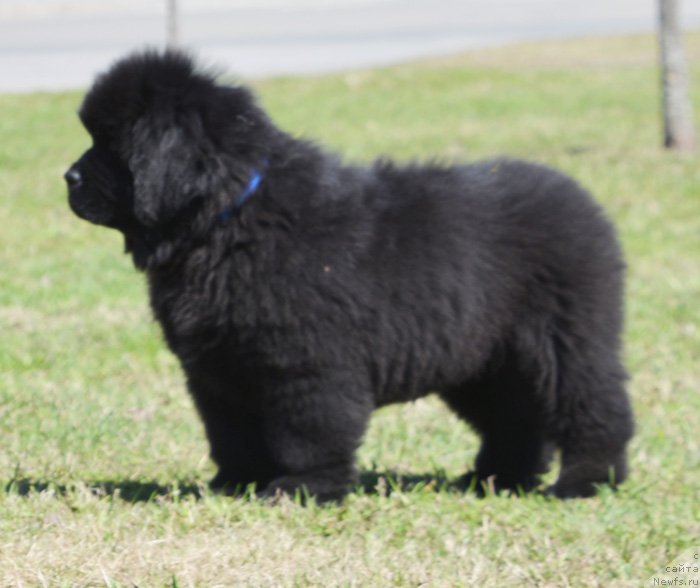 Фото: ньюфаундленд Beguschaya po Volnam Elvis (Бегущая по Волнам Елвис)