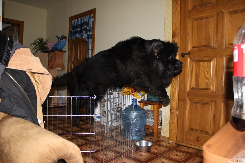 Фото: ньюфаундленд Grand Byebi Ariadna (Гранд Бэби Ариадна)