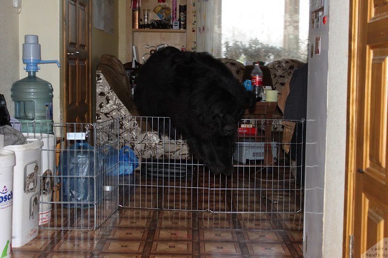 Фото: ньюфаундленд Grand Byebi Ariadna (Гранд Бэби Ариадна)