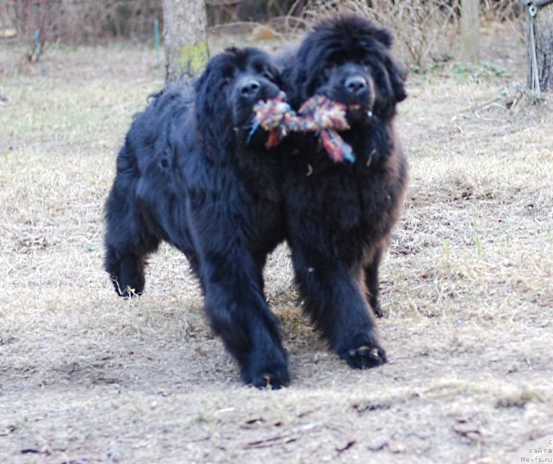 Фото: ньюфаундленд Smigar Galaxsy Shall Win (Смигар Галакси Шелл Вин), ньюфаундленд Aquatoriya Kelvin Flash Royal (Акватория Келвин Флэш Ройал)