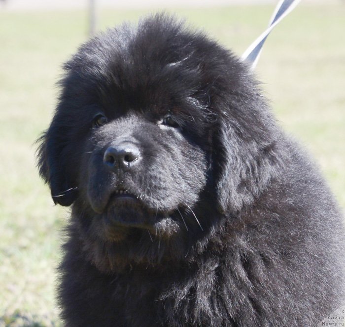 Фото: ньюфаундленд Beguschaya po Volnam Ekstra Speshial Edishion (Бегущая по Волнам Екстра Спешиал Едишион)