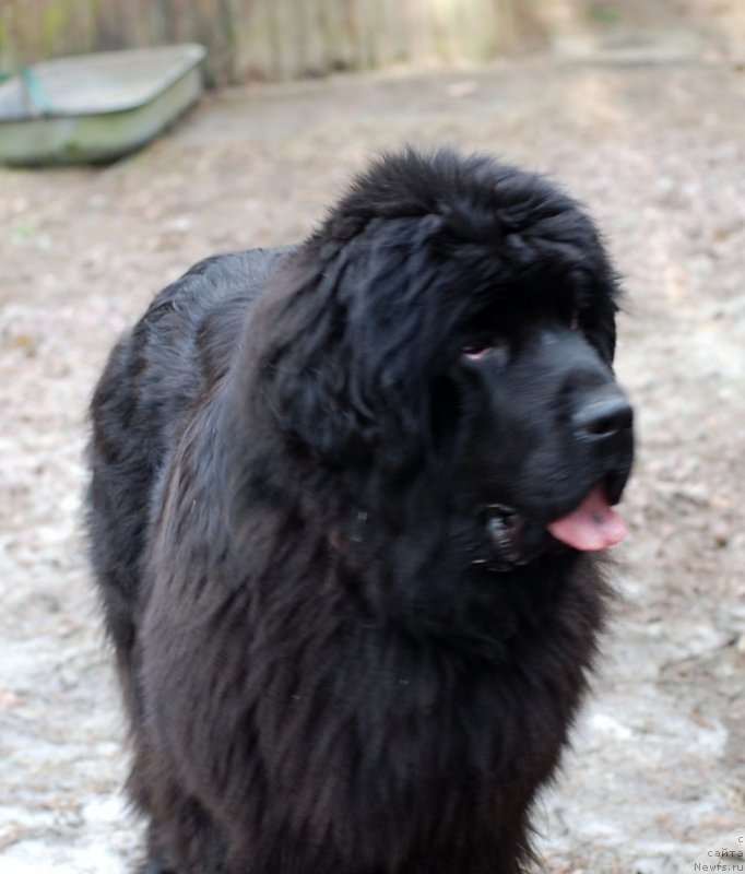 Фото: ньюфаундленд Smigar Severnaya Verona (Смигар Северная Верона)