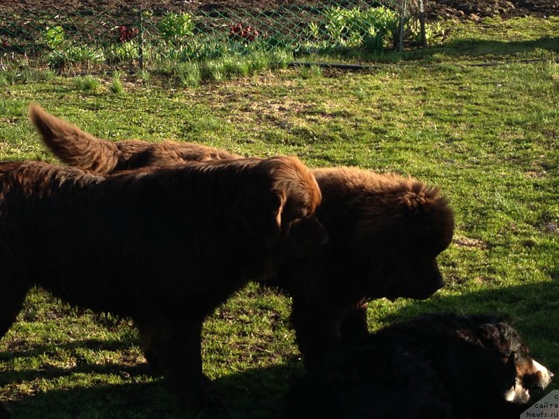 Фото: ньюфаундленд Charli The Best Helfi Pel (Чарли Де Бест Хелфи Пэл), ньюфаундленд Velikiy Medved' Kameliya (Великий Медведь Камелия)