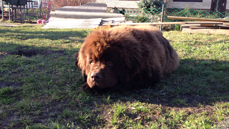 Фото: ньюфаундленд Charli The Best Helfi Pel (Чарли Де Бест Хелфи Пэл)