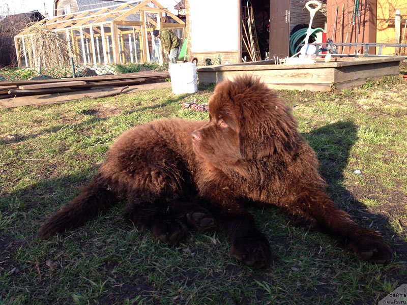 Фото: ньюфаундленд Charli The Best Helfi Pel (Чарли Де Бест Хелфи Пэл)