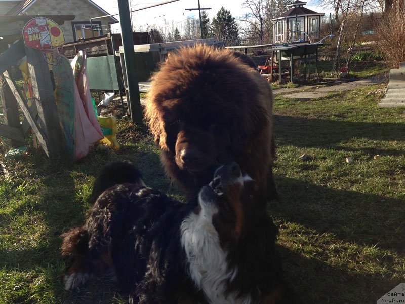 Фото: ньюфаундленд Charli The Best Helfi Pel (Чарли Де Бест Хелфи Пэл)