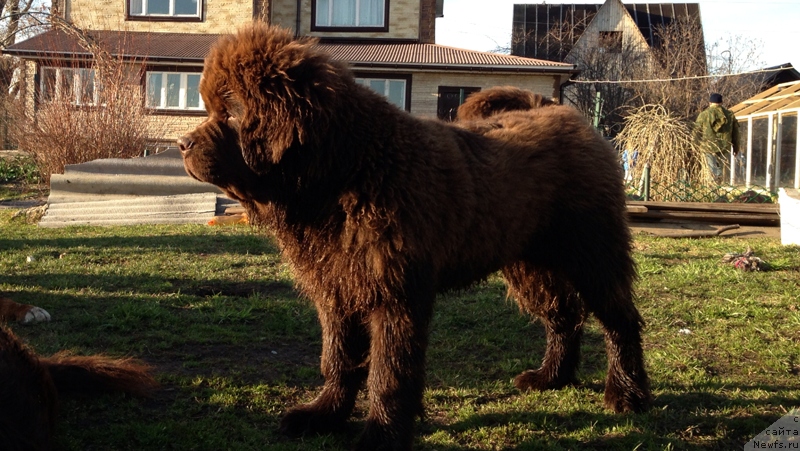 Фото: ньюфаундленд Charli The Best Helfi Pel (Чарли Де Бест Хелфи Пэл)